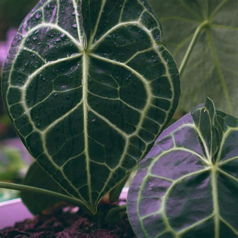 室內水生植物盆栽|水栽植物栽培秘訣：10種室內水養植物，打造綠意盎然的家